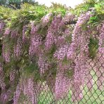 Vistéria kvetnatá (Wisteria floribunda) ´ROSEA´ - výška 140-160 cm, hranatý kvetináč - ŠPALIÉRA